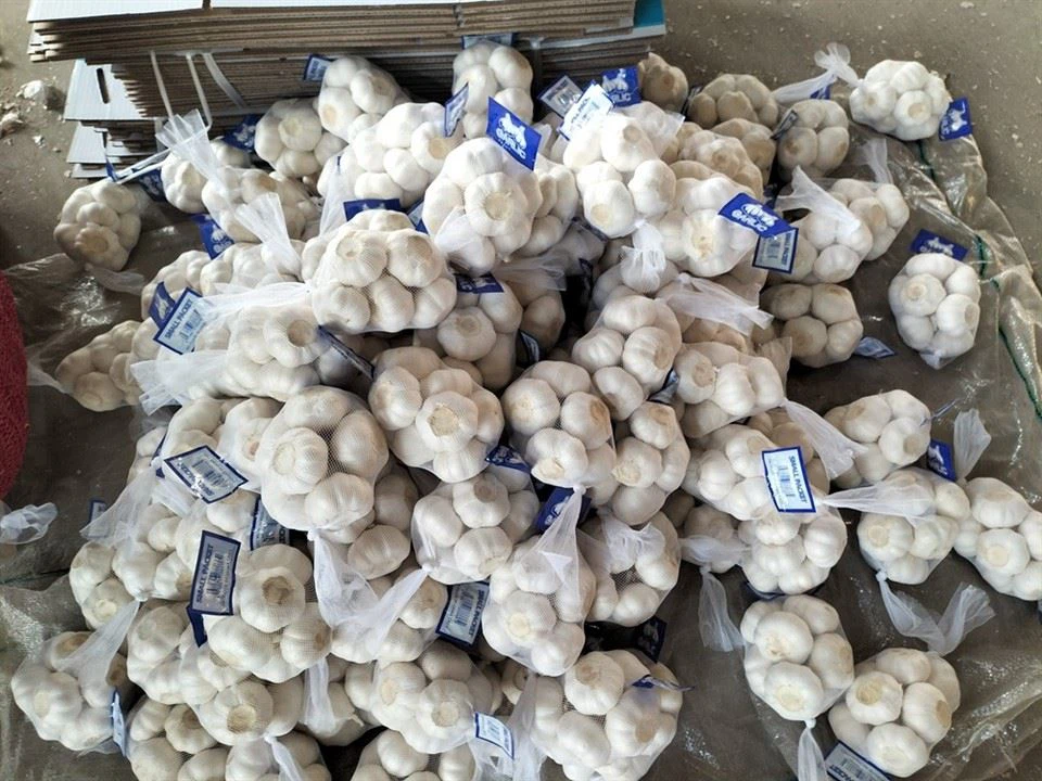 Usturoi de buzunar net