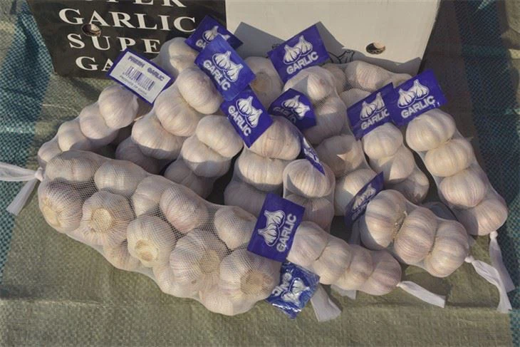 Usturoi sălbatic proaspăt