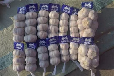 Usturoi proaspăt cules