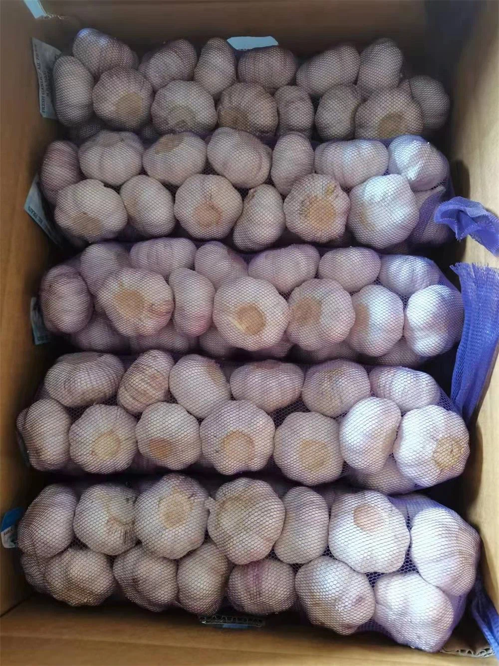 Usturoi cu coaja violet