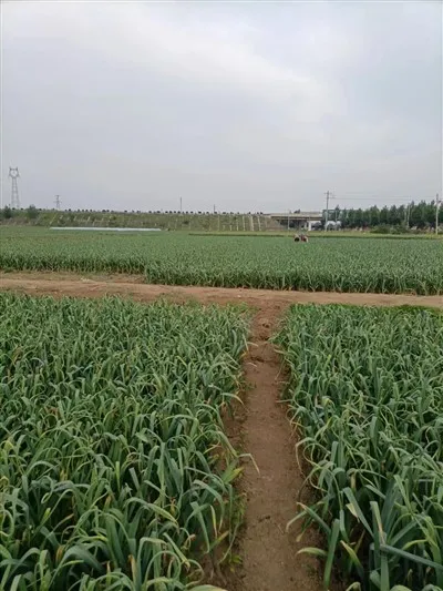 Gaelic de la Origini